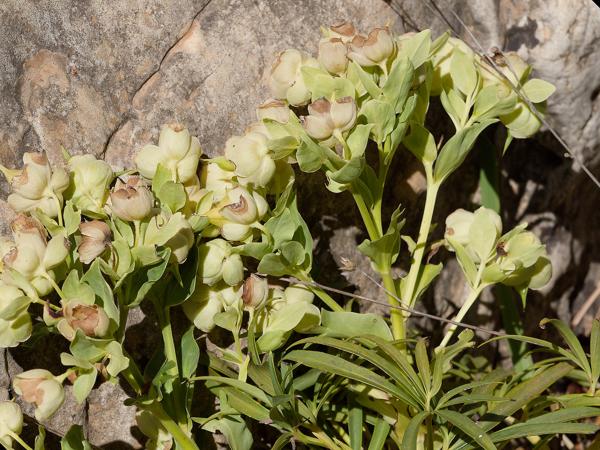<h3><a href="/trips/ebro/biota/plantae/tracheophyta/magnoliopsida/ranunculales/ranunculaceae/helleborus foetidus/helleborus foetidus-nl.html">Helleborus&nbsp;foetidus</a> / Stinking&nbsp;hellebore / Stinkend&nbsp;nieskruid</h3>OM-1 met OLYMPUS M.40-150mm F2.8, 1/2000 sec  bij F5.6, ISO 320, afstand 2.34&nbsp;m